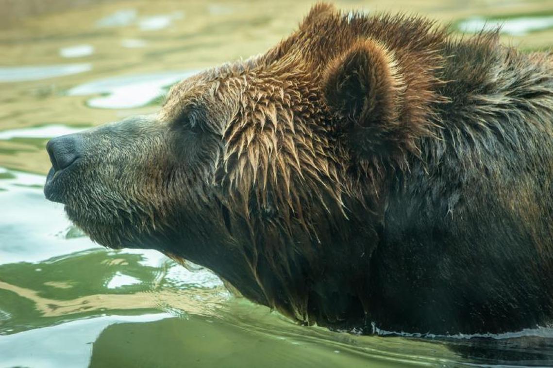 L'hibernation des ours perturbée par le dérèglement climatique