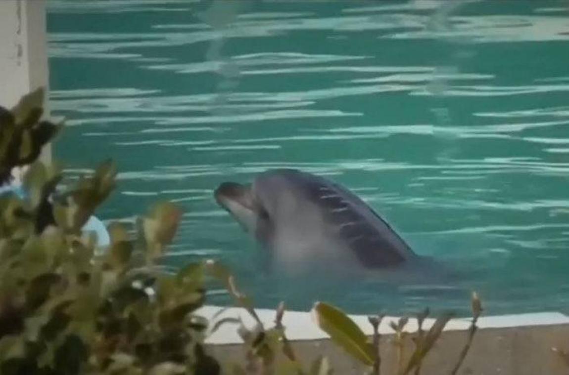 Le dauphin le plus seul au monde est décédé