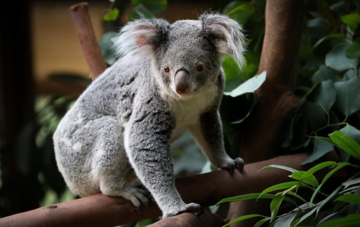Retour dans la nature pour un koala grièvement blessé lors des incendies en Australie