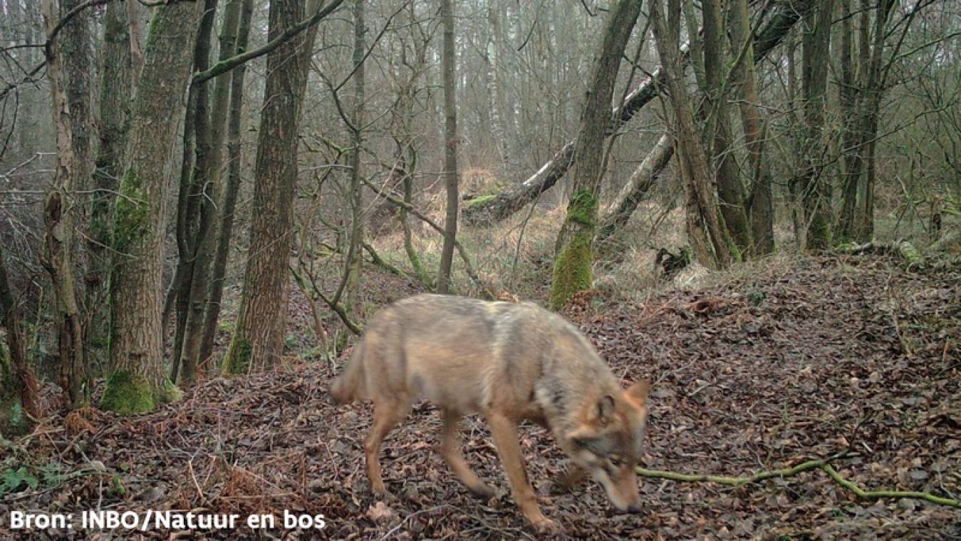 Les loups se multiplient en Belgique