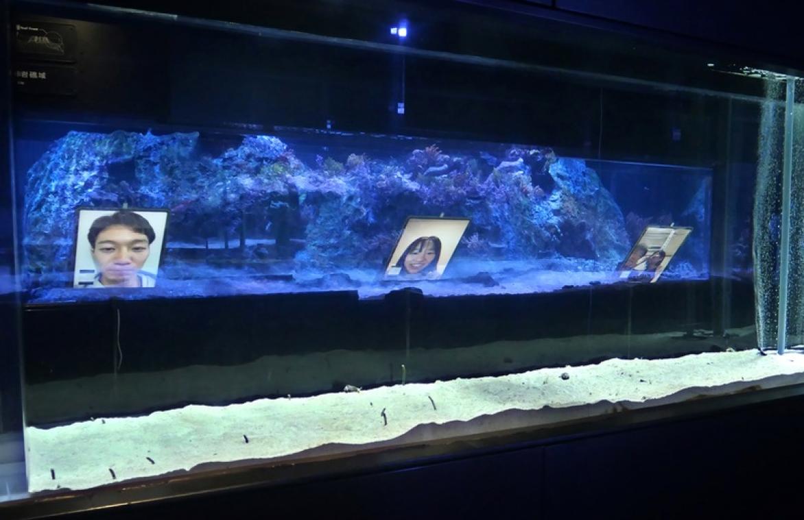 Japon: des messages vidéo pour réhabituer des anguilles d'aquarium aux humains