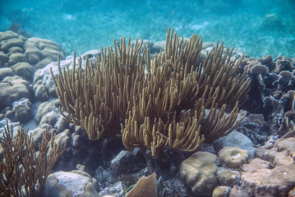Des plongeurs profitent de l'absence de touristes pour planter des coraux