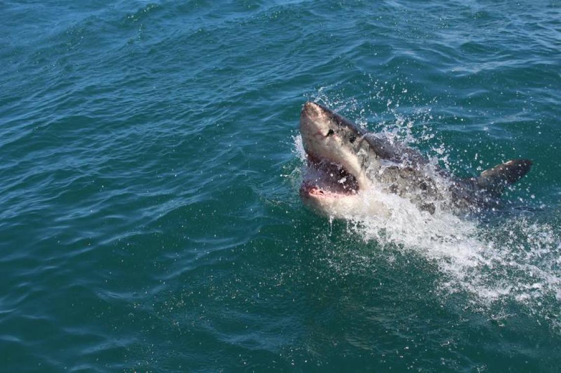 Un surfeur tué par un requin à l'est de l'Australie