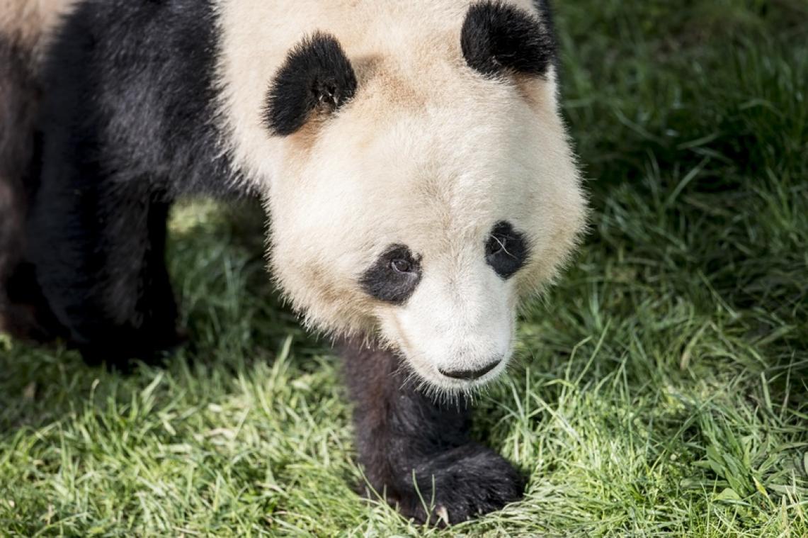 Un panda géant tente de s'évader d'un zoo danois