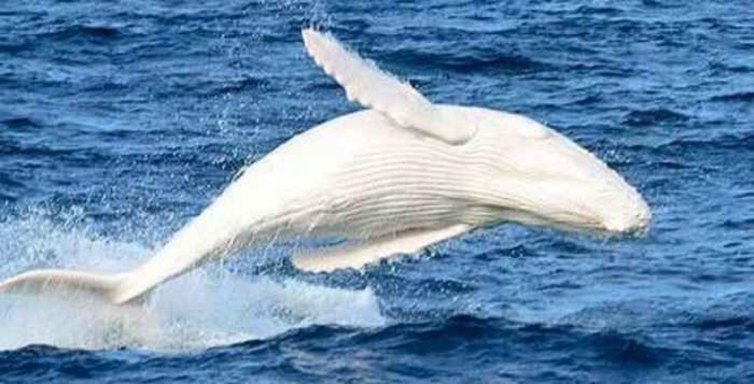 Une rarissime baleine à bosse blanche observée en Australie