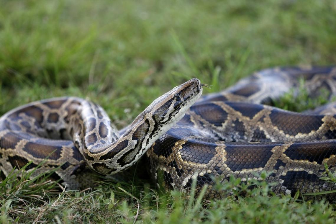 Un adolescent tué par un python sous les yeux de ses amis