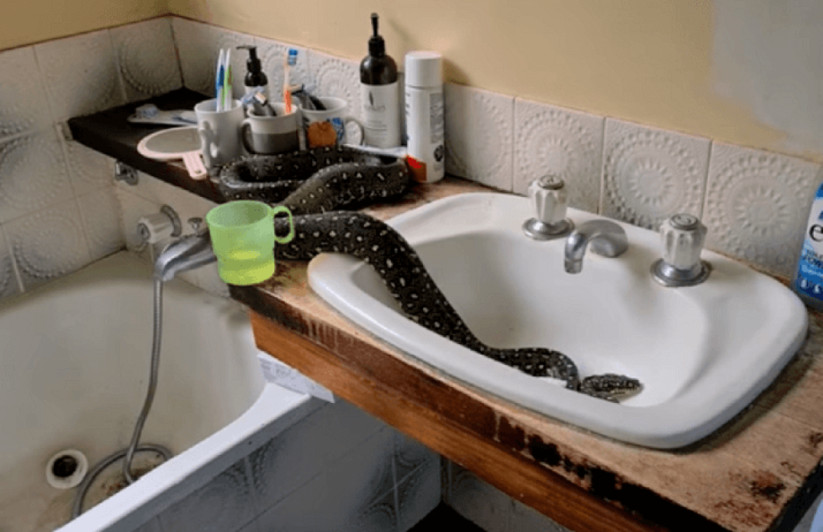 VIDEO. Une famille découvre un énorme python dans son évier