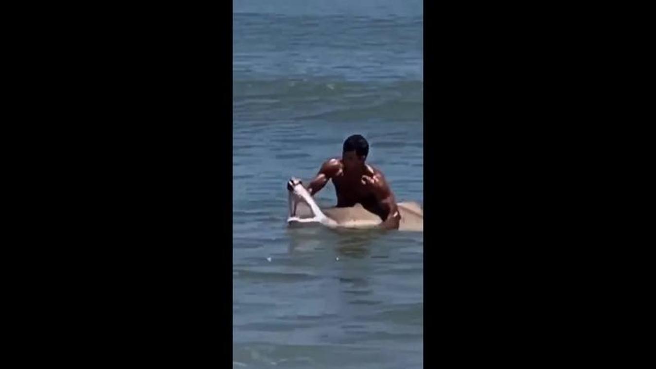 VIDEO. Il attrape un requin à mains nues et lui ouvre la gueule pour poser avec