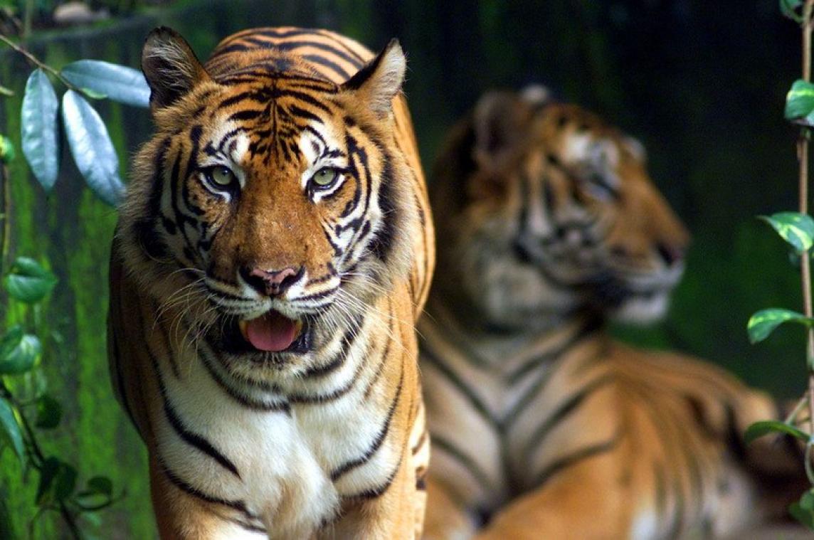 Des tigres de Sumatra retrouvés morts, probablement empoisonnés