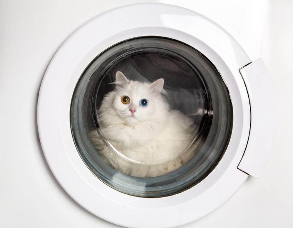 Elle découvre son chat à l'intérieur de la machine à laver en marche
