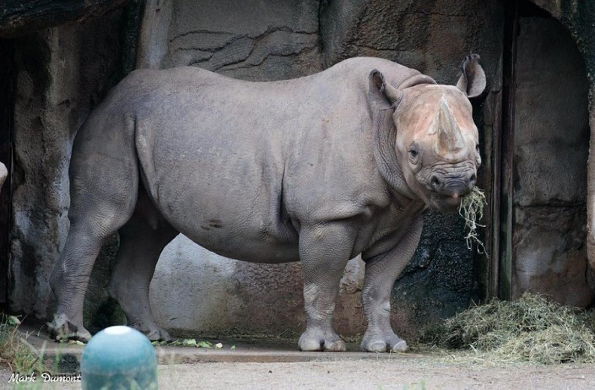 Une rhinocéros noire attend un petit: une nouvelle inespérée pour cette espèce en danger