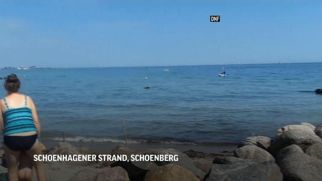 VIDEO. Un sanglier débarque sur une plage à la nage et charge les touristes