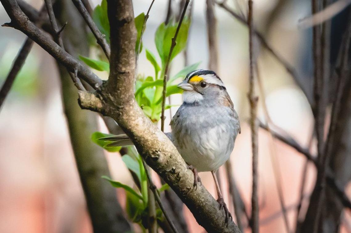 Des oiseaux adoptent un nouveau chant à l'échelle de tout un continent