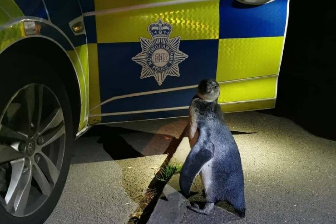 La police anglaise découvre un pingouin sur la route