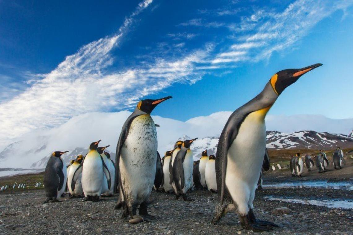 Les pingouins ne sont pas originaires de l'Antarctique