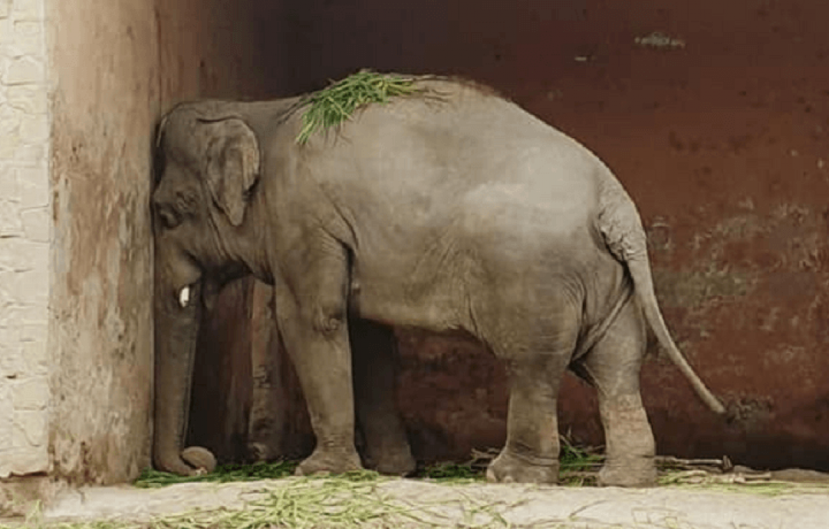 Après avoir vécu enchaîné pendant 35 ans, un éléphant retrouve la liberté