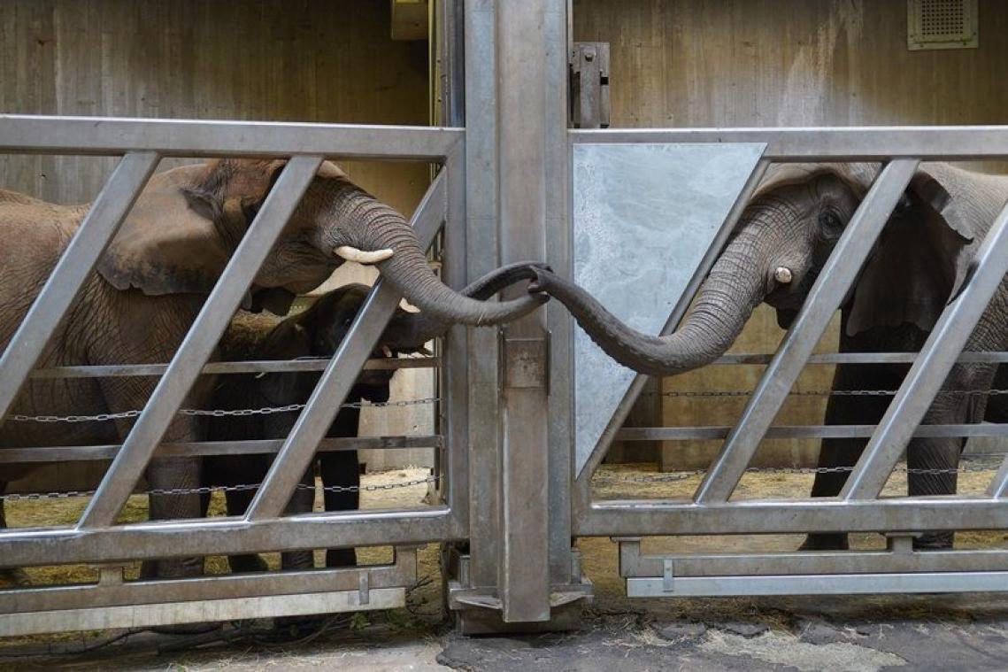 Les adorables retrouvailles entre une éléphante et sa fille, séparées depuis 12 ans
