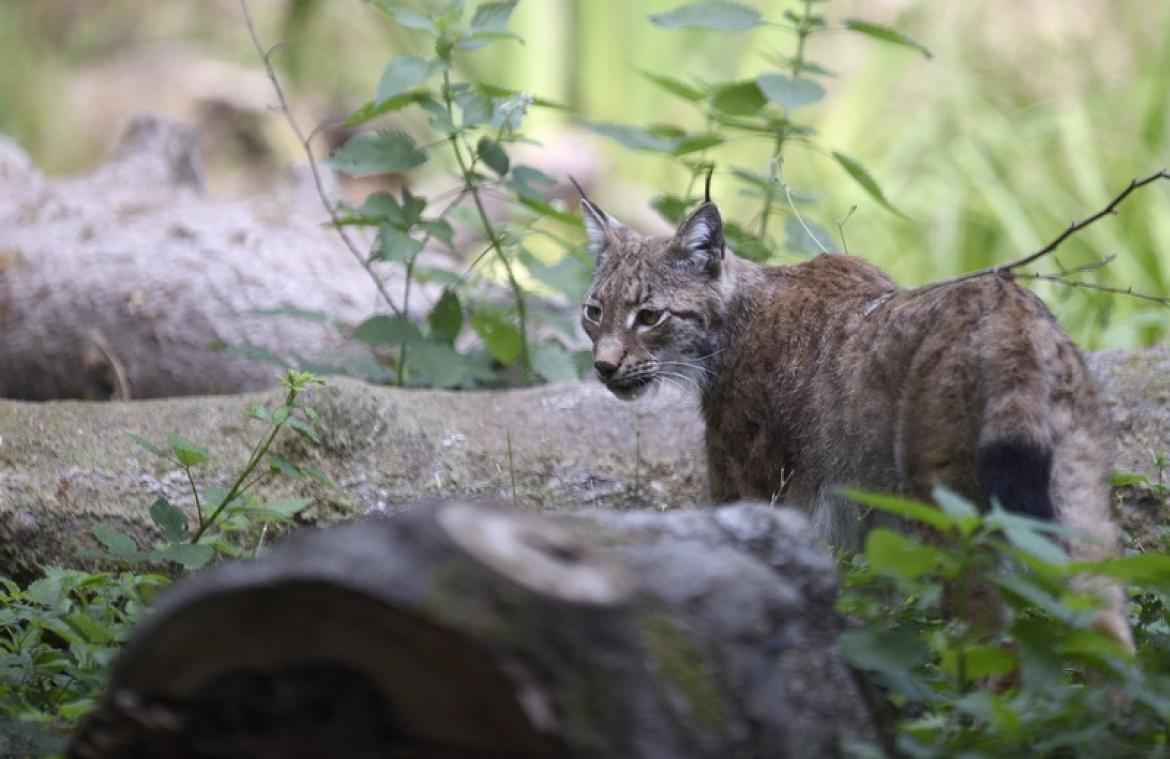 Un lynx s'est bel et bien établi en Belgique
