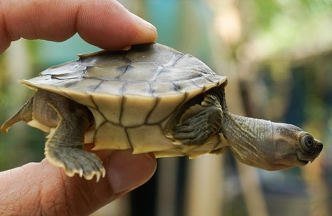 Cette tortue toujours souriante est désormais sauvée de l'extinction