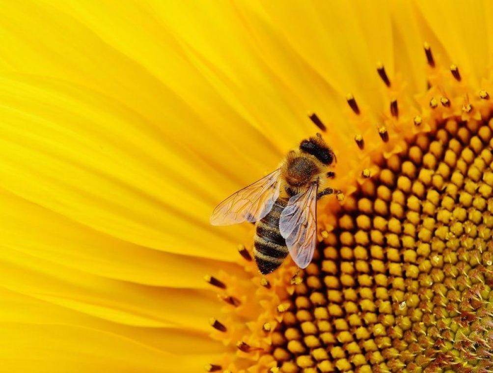 Du cannabis pour aider les abeilles à survivre aux pesticides