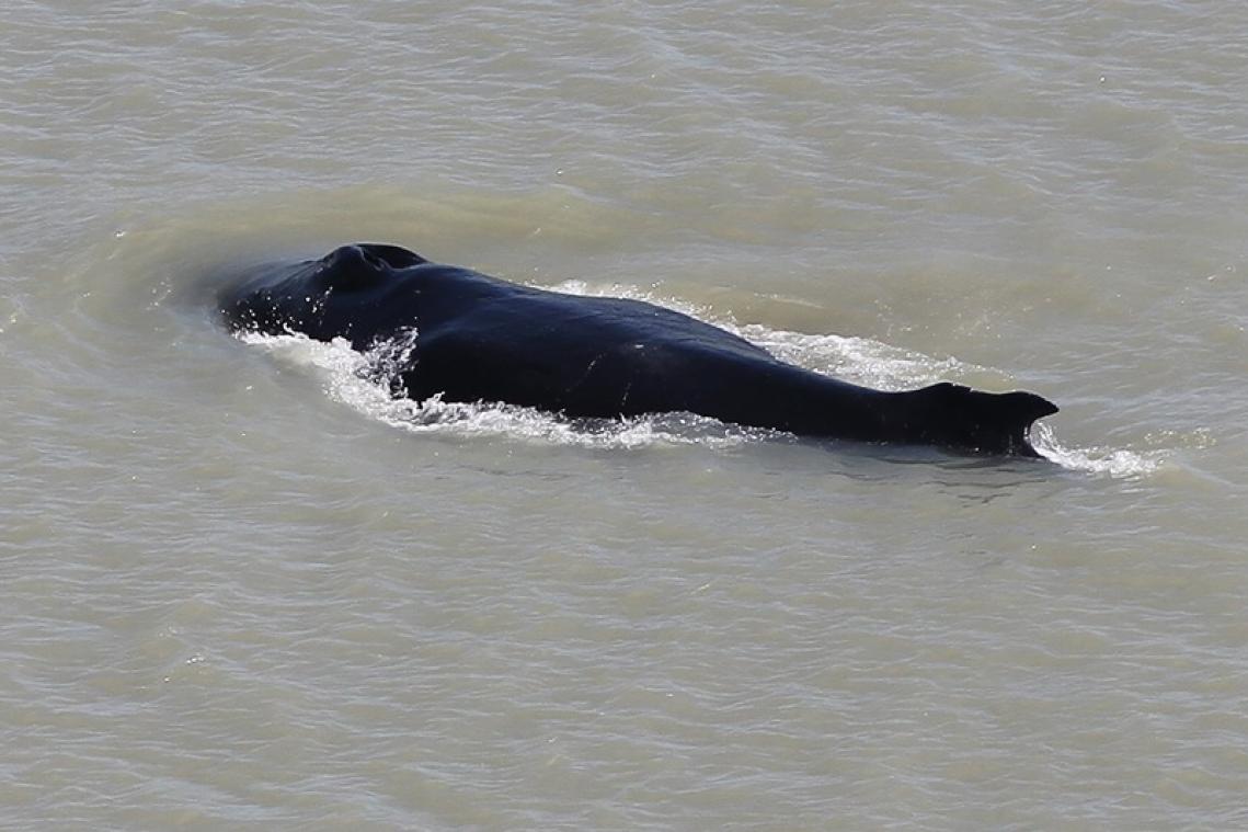 Des baleines à bosse perdues dans une rivière infestée de crocodiles