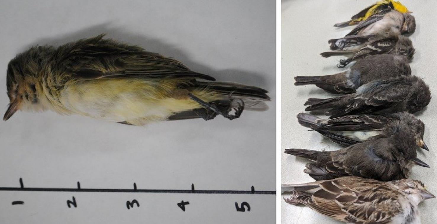 Des milliers d'oiseaux migrateurs meurent pour une raison inconnue aux Etats-Unis