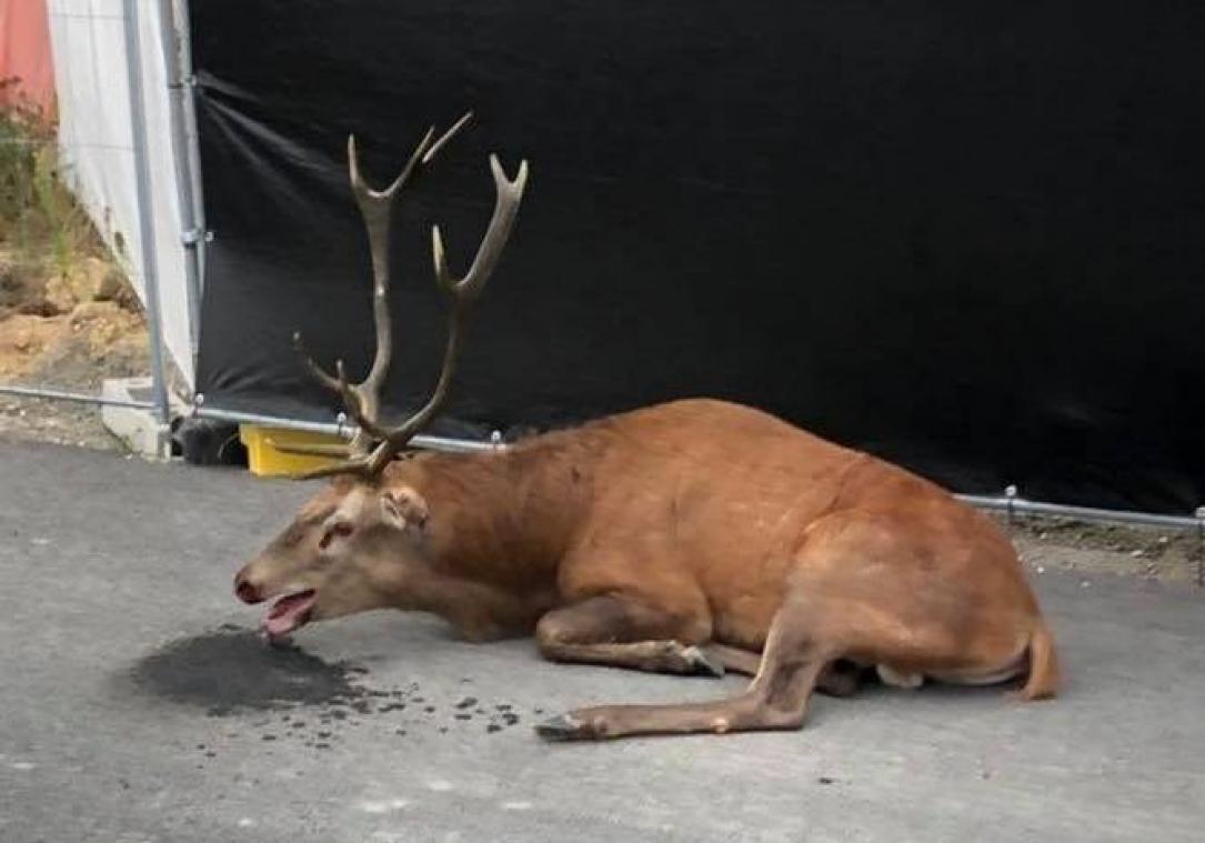 PHOTOS. Un cerf se réfugie en ville, exténué après une chasse à courre