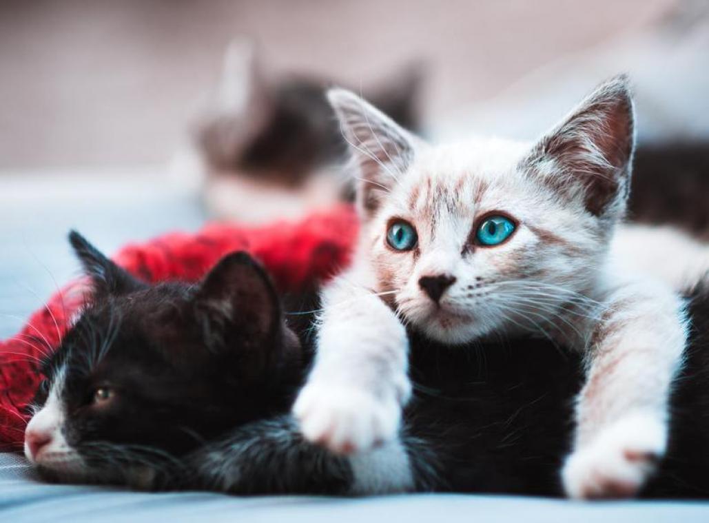 Plus de 100 chats expulsés d'un appartement en Espagne