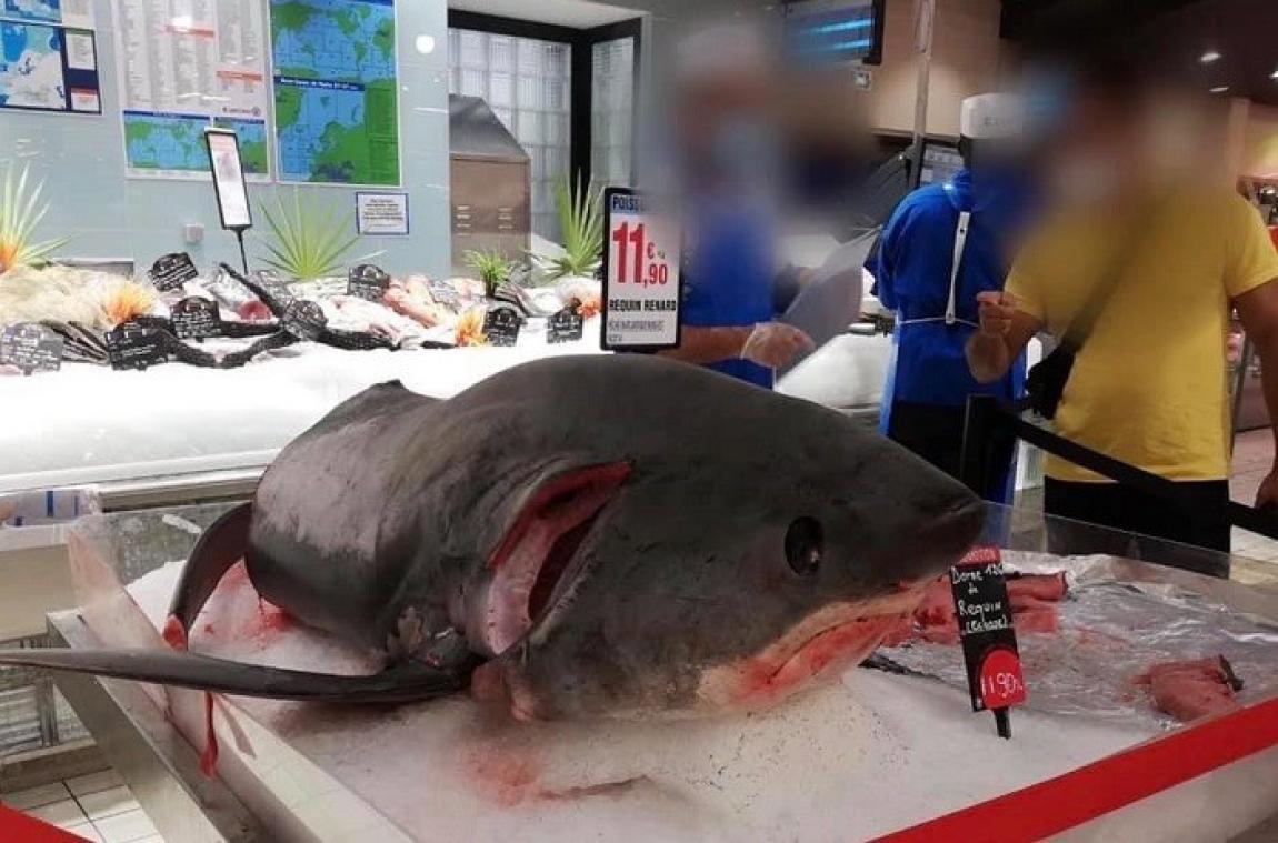 Un requin menacé vendu dans un supermarché français