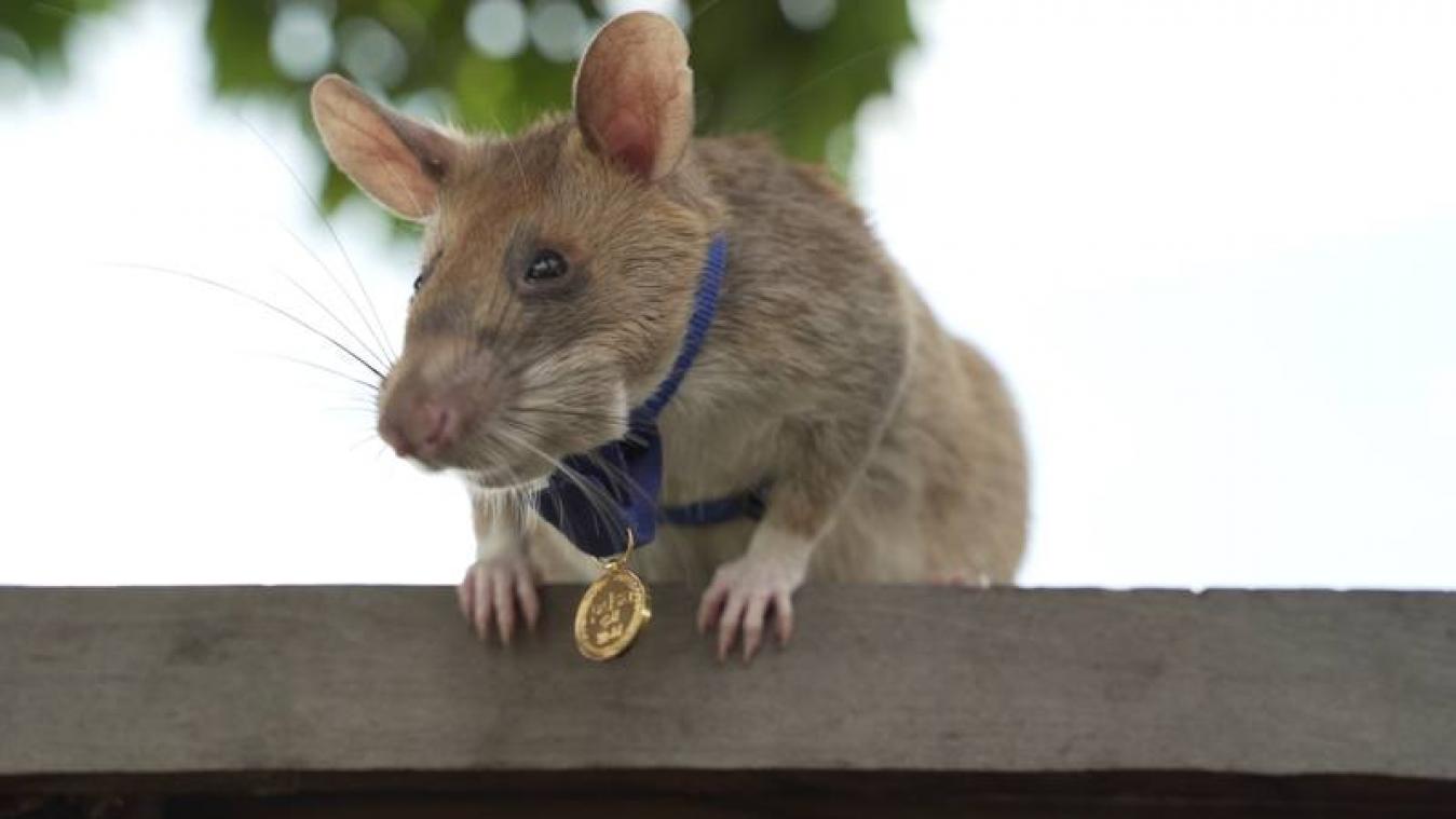 Un rat démineur, formé par une ONG belge, récompensé pour son travail