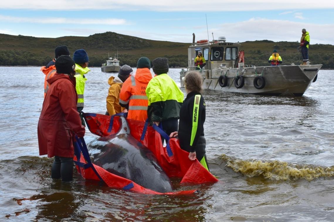 Plus de 100 «dauphins-pilotes» sauvés après l'échouage massif en Tasmanie