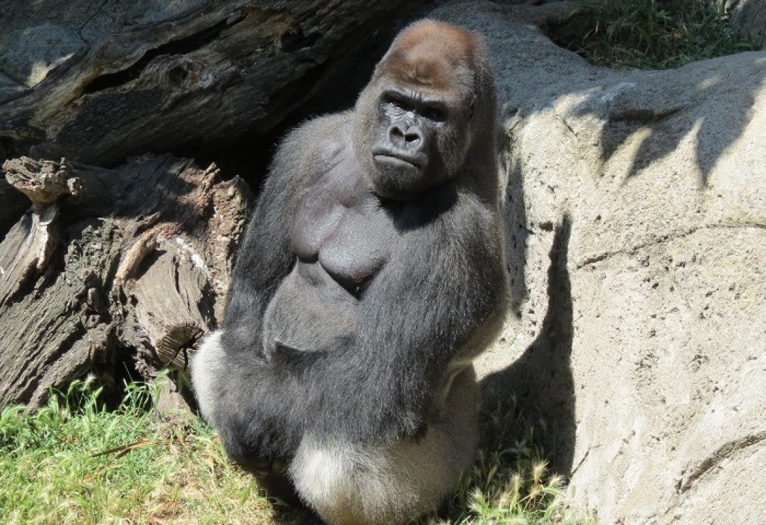 Un gorille attaque une gardienne de zoo, hospitalisée dans un état sérieux