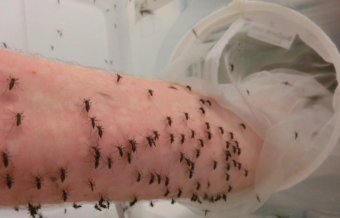 Il se laisse piquer par des milliers de moustiques pour faire avancer la science