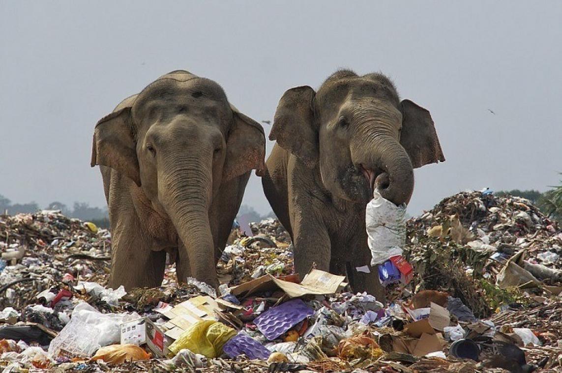 Au Sri Lanka, ces éléphants se nourrissent dans une décharge
