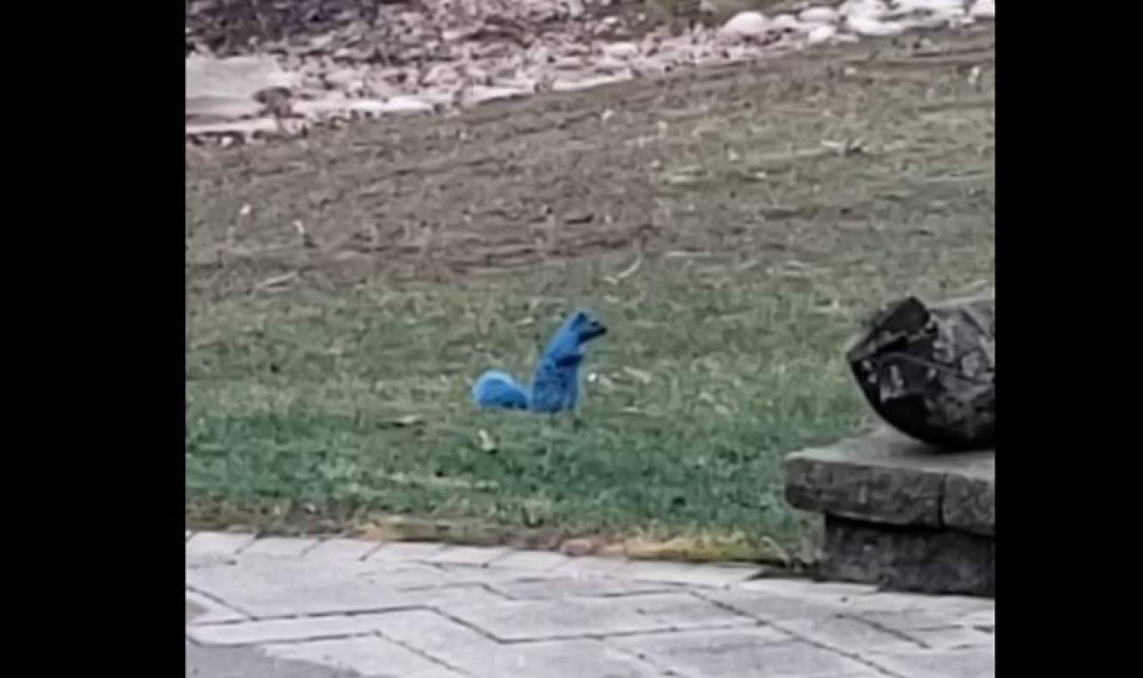 VIDEO. Un écureuil bleu se balade dans un parc aux États-Unis