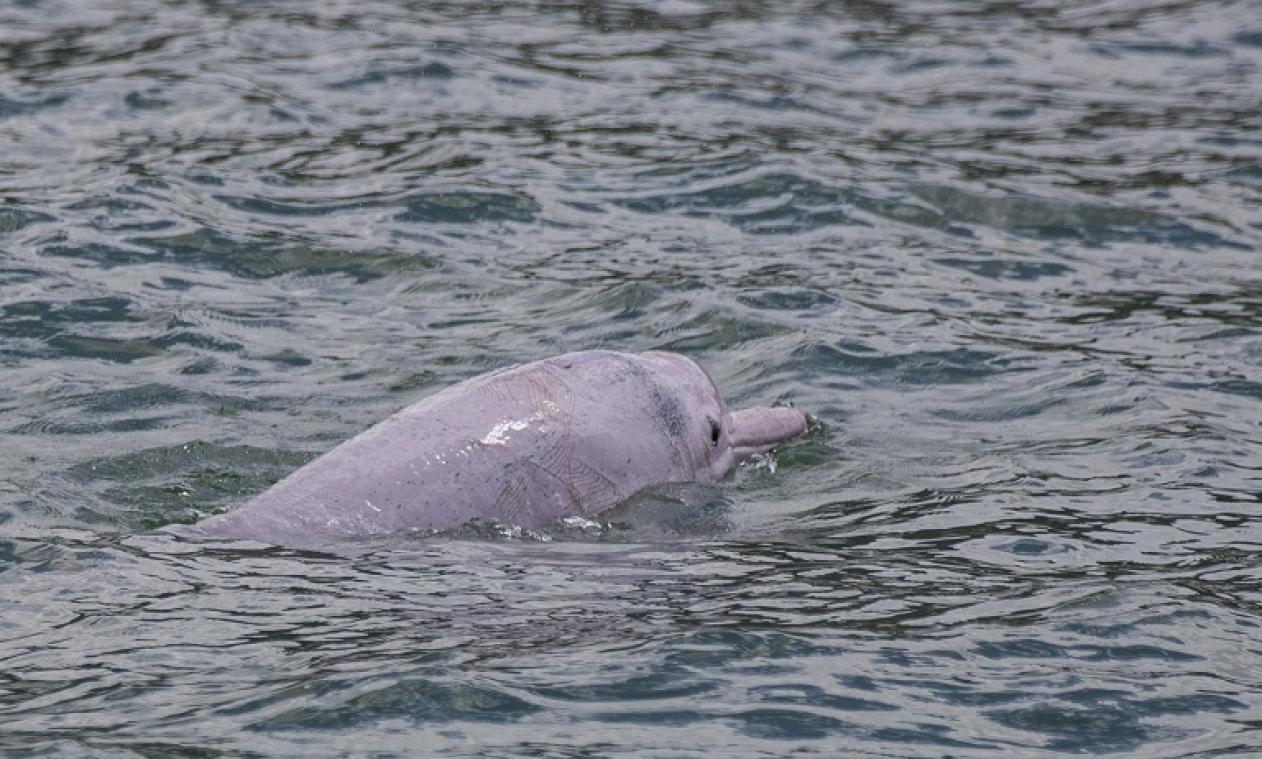Les dauphins roses de retour à Hong Kong grâce à la baisse du trafic maritime