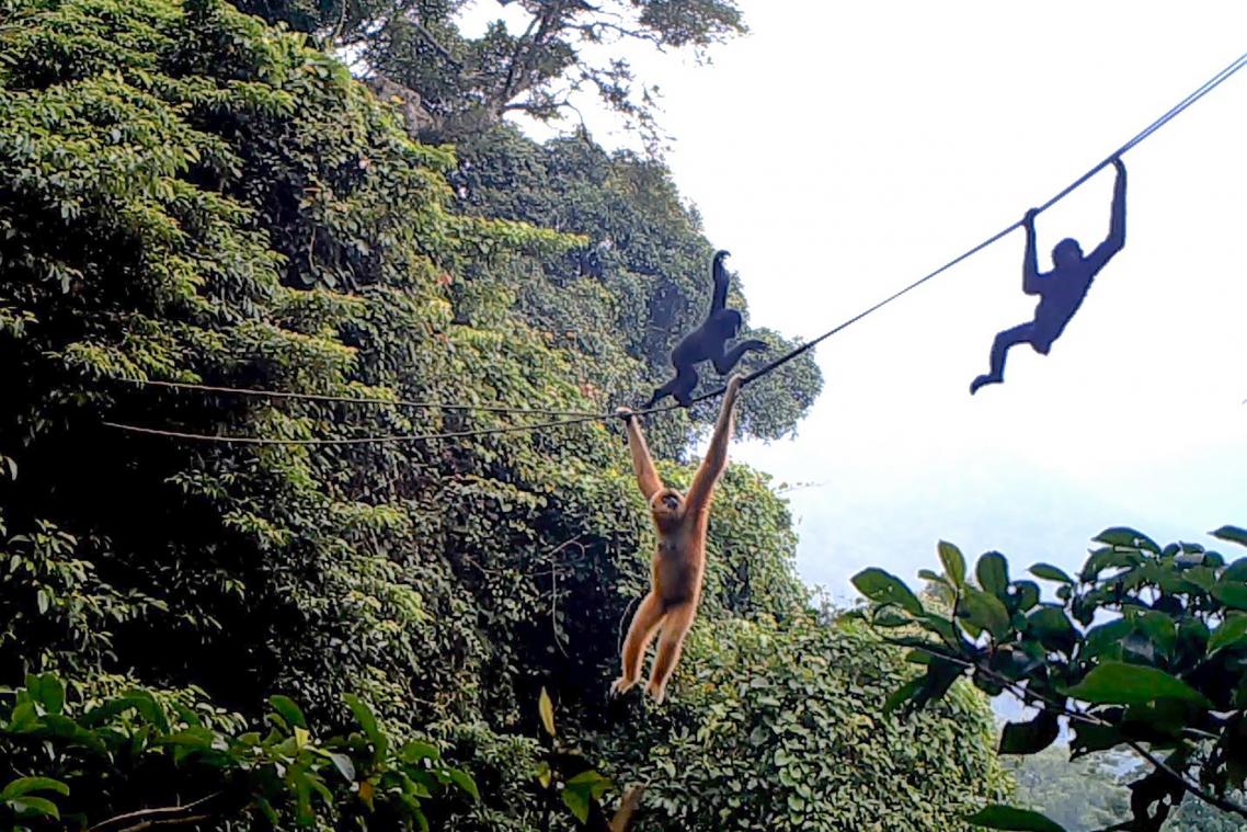 Des cordes pour sauver les primates les plus menacés de la planète