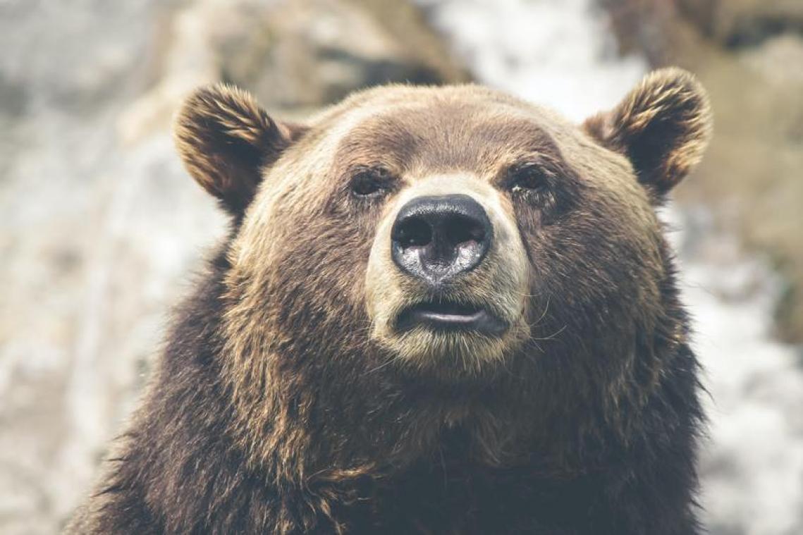 Un ours tue un soigneur devant les yeux des visiteurs à Shanghai