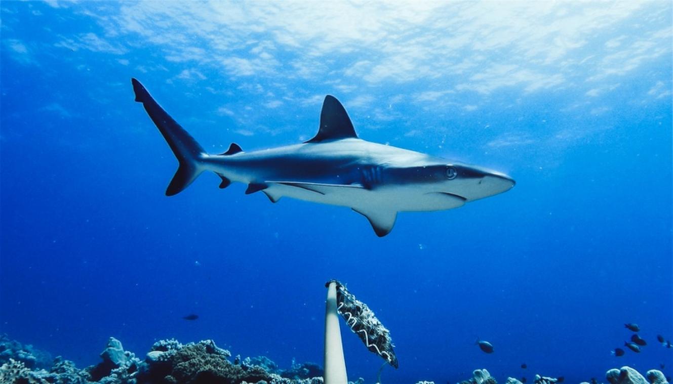 En Australie, les requins n'avaient plus été si meurtriers depuis 1934