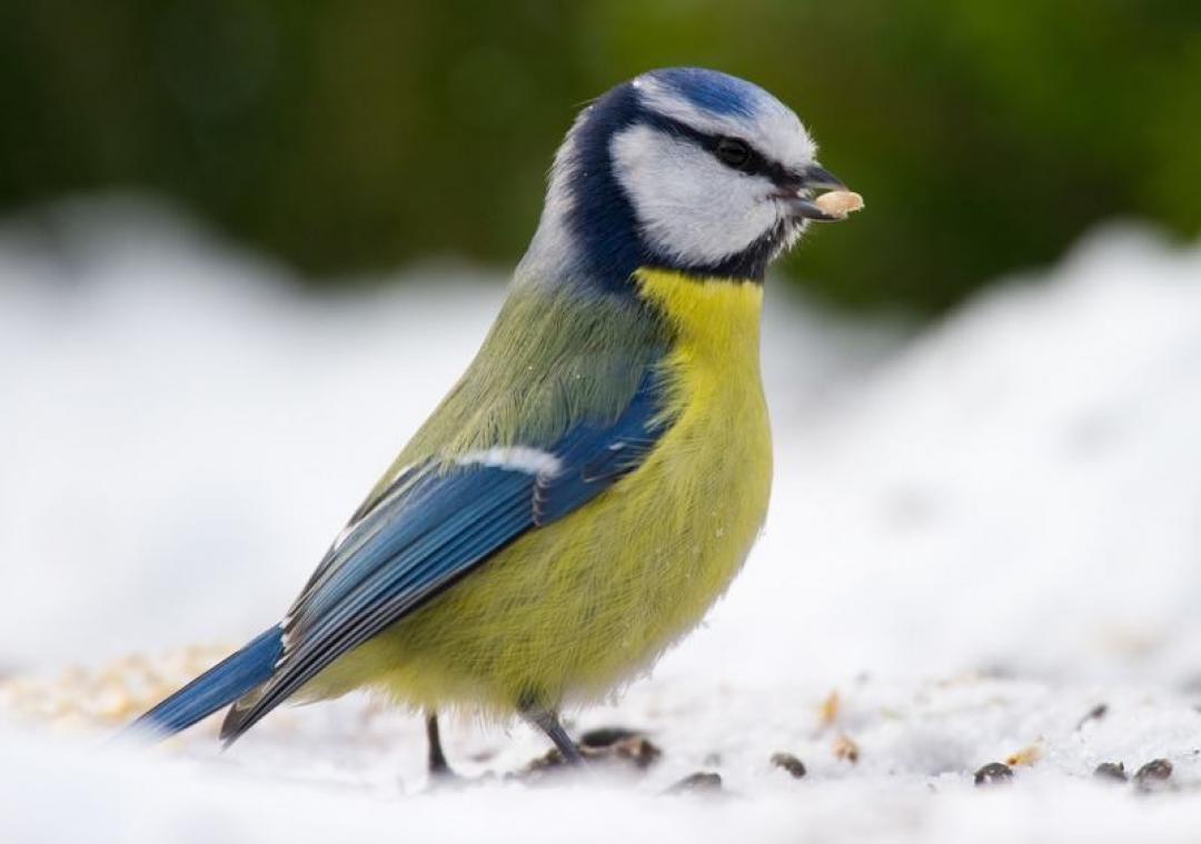 Quelques conseils pour nourrir les oiseaux de votre jardin