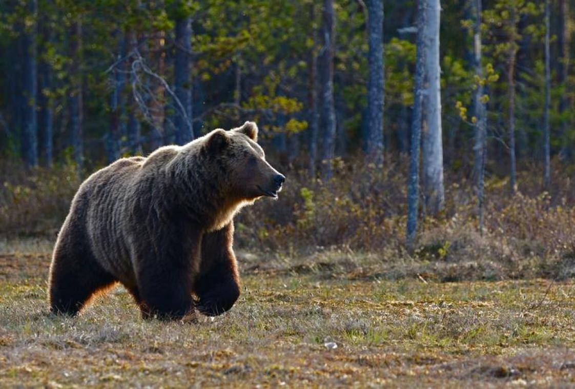 Un dresseur de cirque tué par un ours car il garde son masque