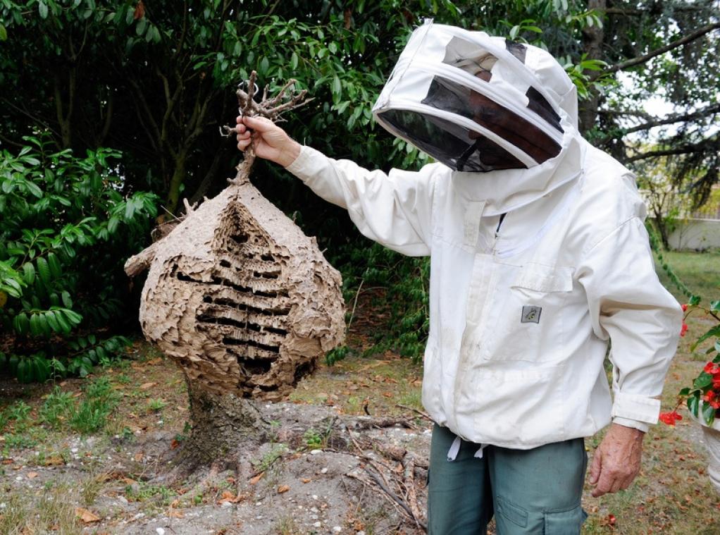Un nid de frelons asiatiques géants éradiqué pour la première fois aux Etats-Unis