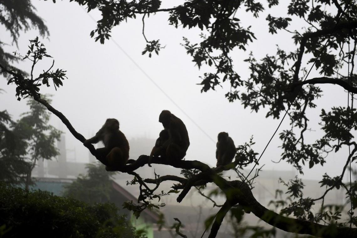 Des milliers de singes attaquent les habitants d'une ville indienne