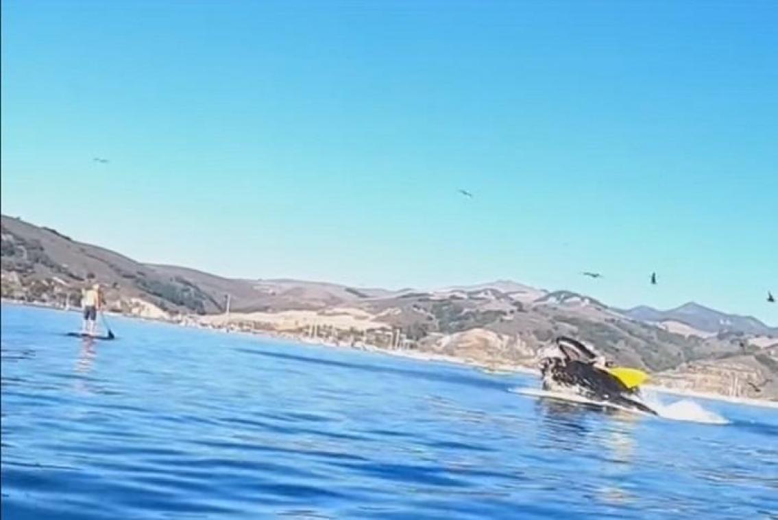 VIDEO. Deux kayakistes presque avalées par une baleine à bosse