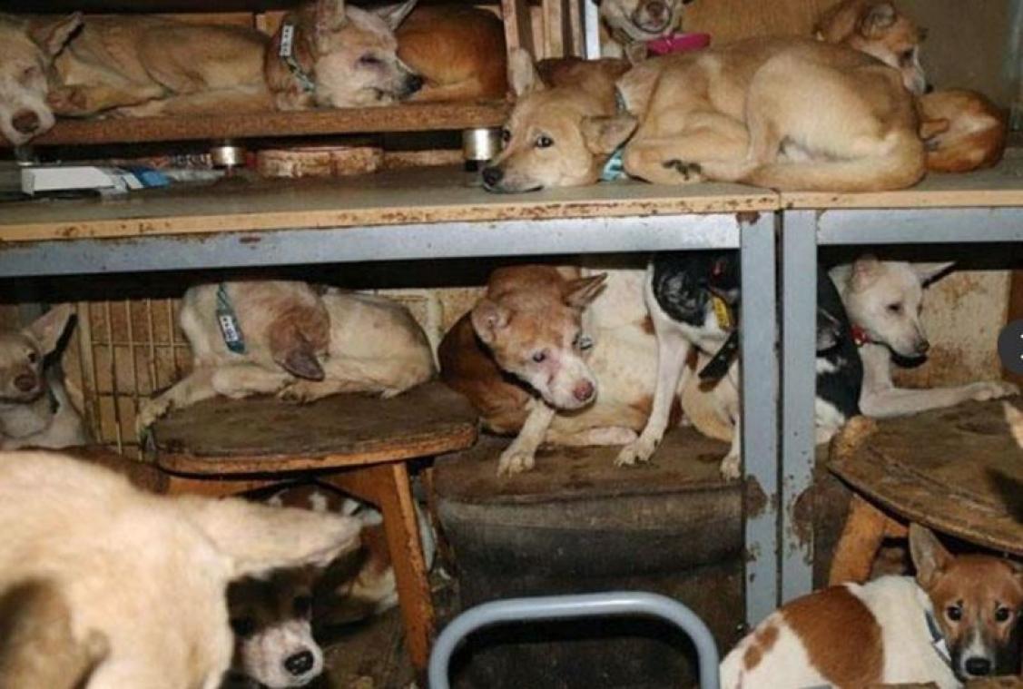164 chiens retrouvés entassés dans une minuscule maison