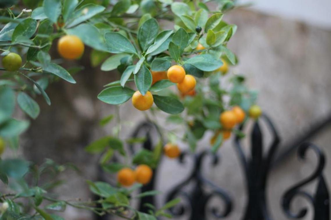 Au Japon, 100 mandarines ont été vendues aux enchères pour 8.100