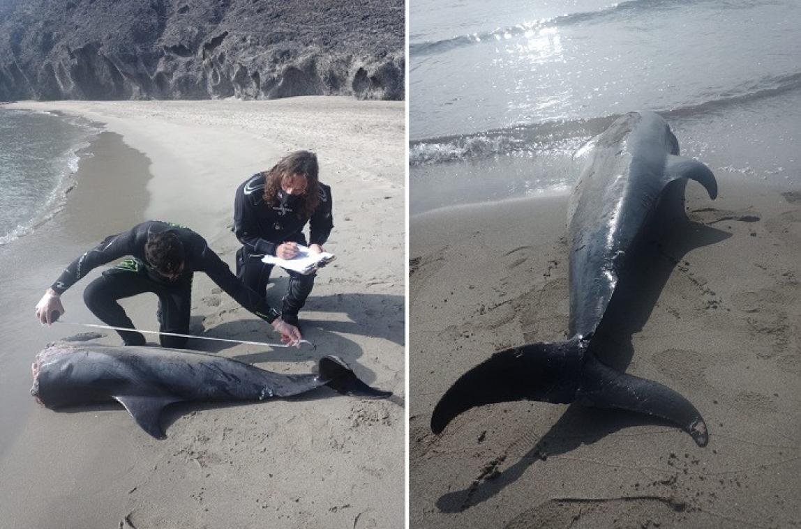 Des dauphins décapités découverts sur la côte espagnole