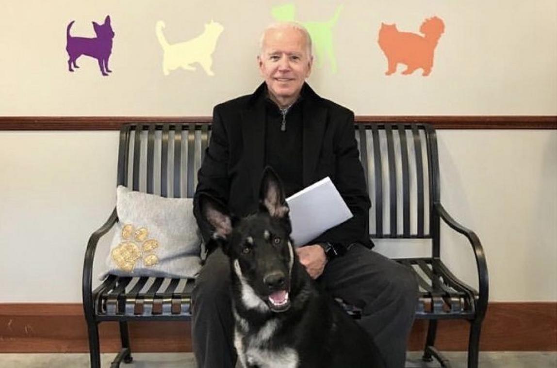 Major, premier chien de refuge à vivre à la Maison-Blanche