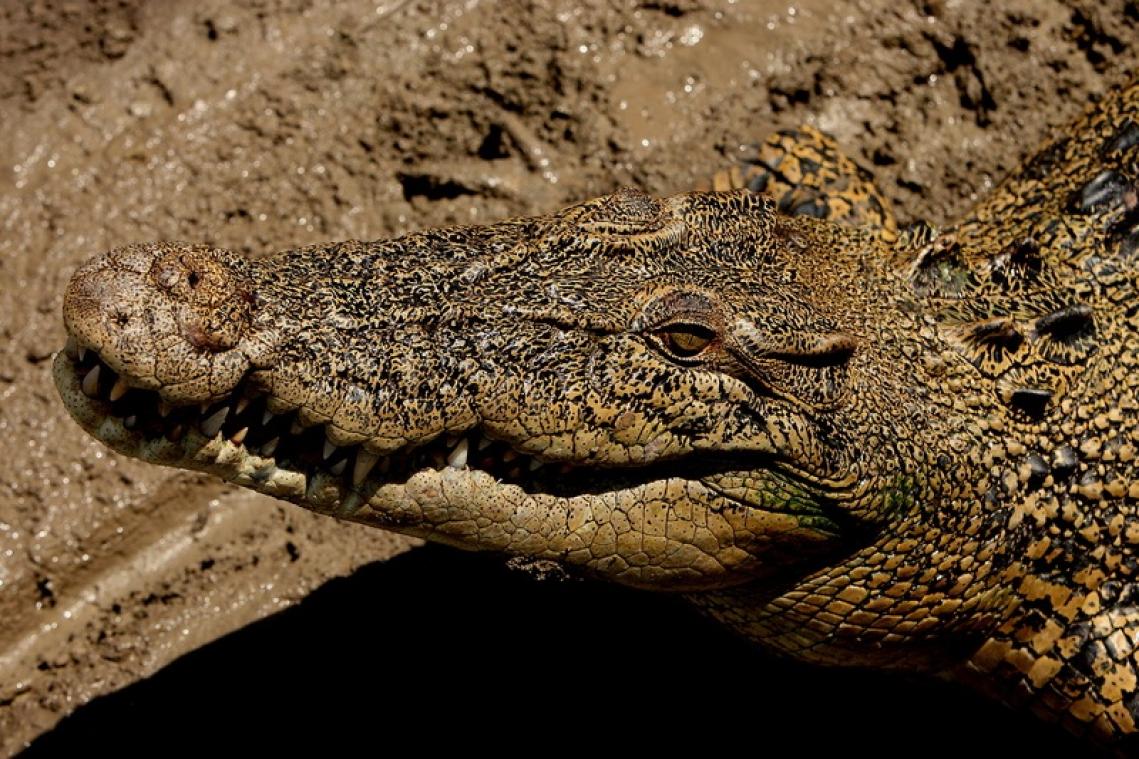 Hermès compte construire la plus grande ferme à crocodiles d'Australie pour ses sacs
