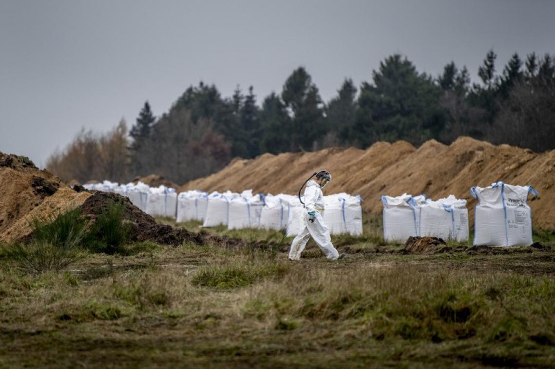 Les terribles images des fosses géantes creusées au Danemark pour enterrer des millions de visons